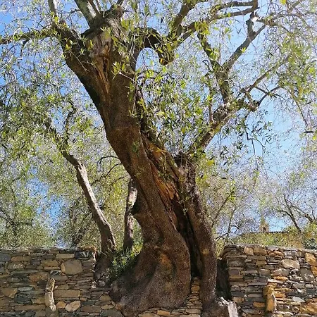 La Chouette